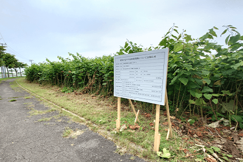 背丈以上もある草と生い茂る植物(7月中旬)の写真です。