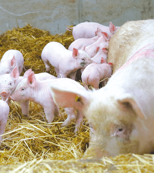フランス産オーガニックポークの農場の豚