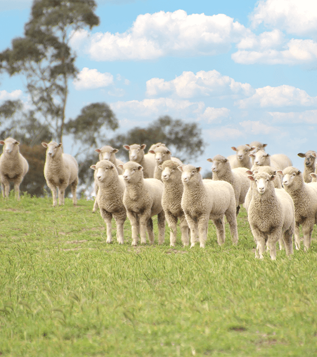 オーストラリアの農場の羊