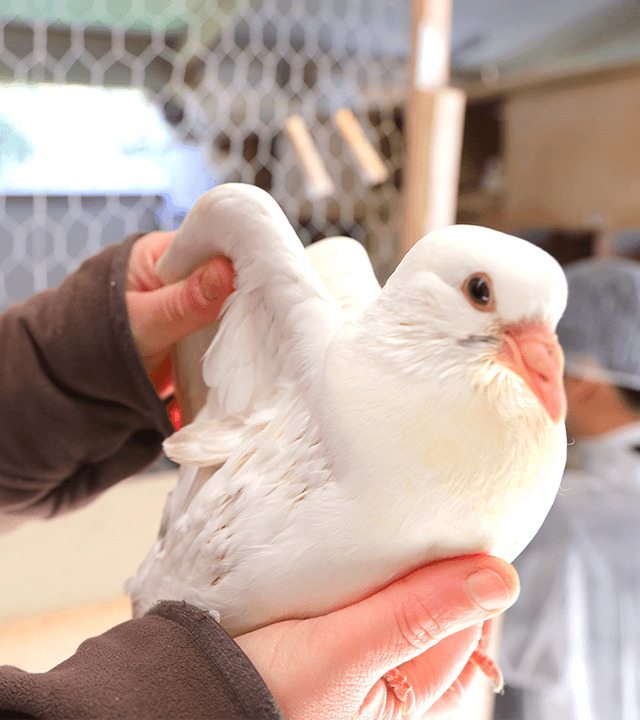 フランスの農場のピジョン